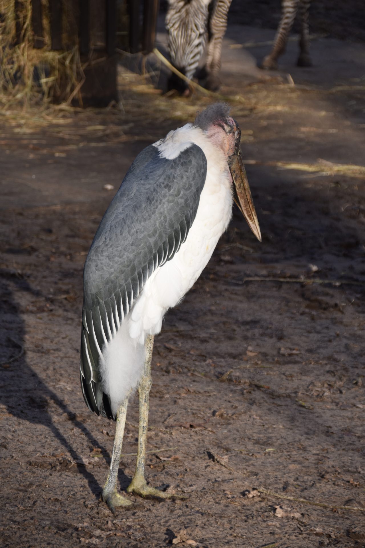 Vogels Afrikaanse Maraboe